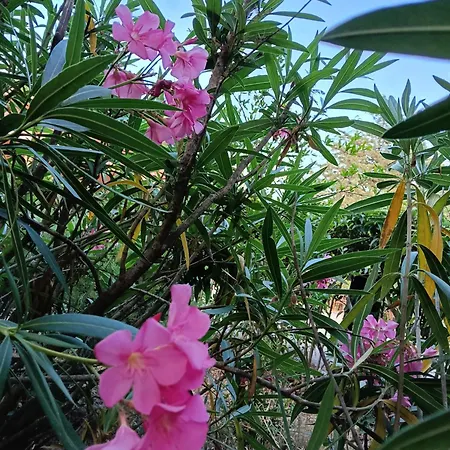Rosa * Andria